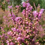 1609F 043 Spree und Havel